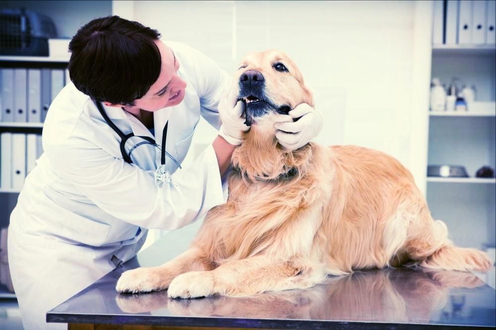 Dental & Oral Health